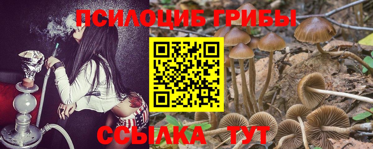 Галлюциногенные грибы Psilocybine cubensis Урус-Мартан